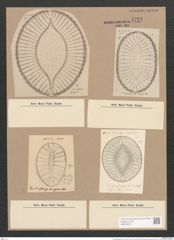 Surirella fastuosa Ehr. (de-Toni-Nr.: Genus 53, Species 2276) Zeichnungen Sammlung Grunow Nr. 4722 (NHMW-BOT-W0372819)